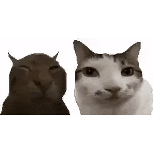 Figurinha: Gatinhos se beijando