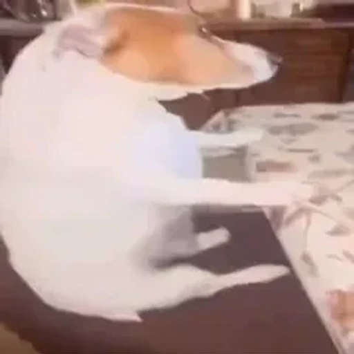 Figurinha: Cachorro Engraçado