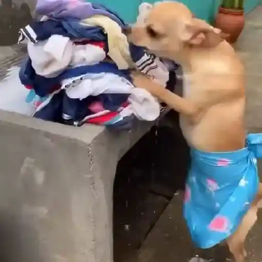 Figurinha: Cachorro Lavando Roupa
