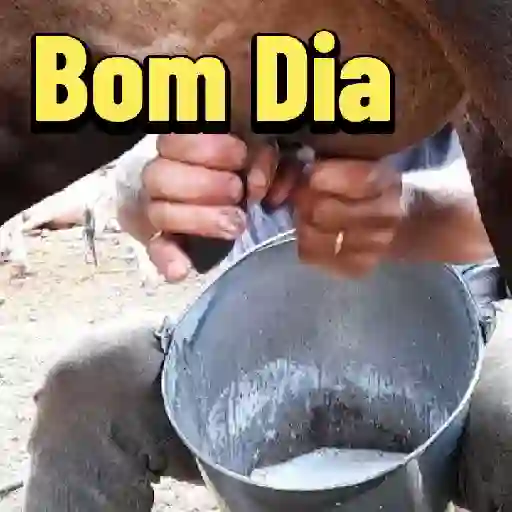 Figurinha: Ordenha Matinal