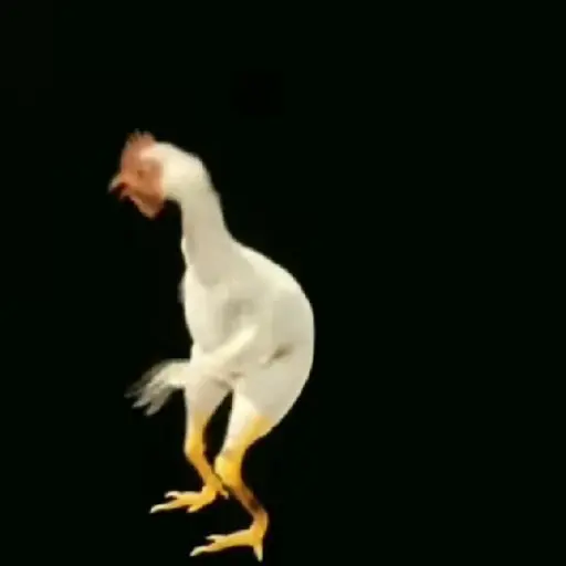 Figurinha: Galinha Dançante