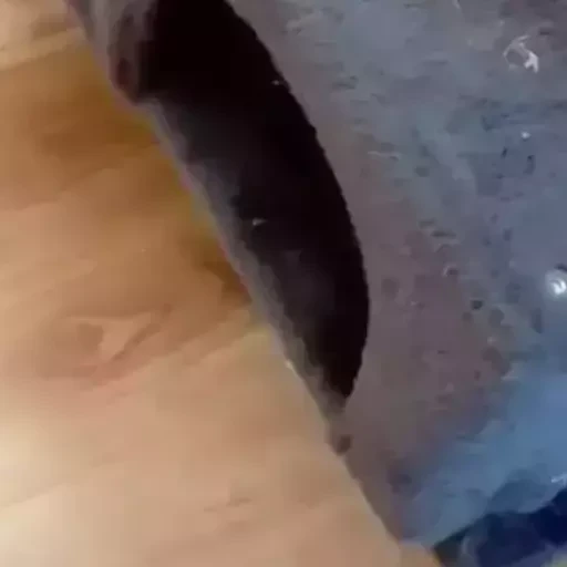 Figurinha: Gatinho curioso