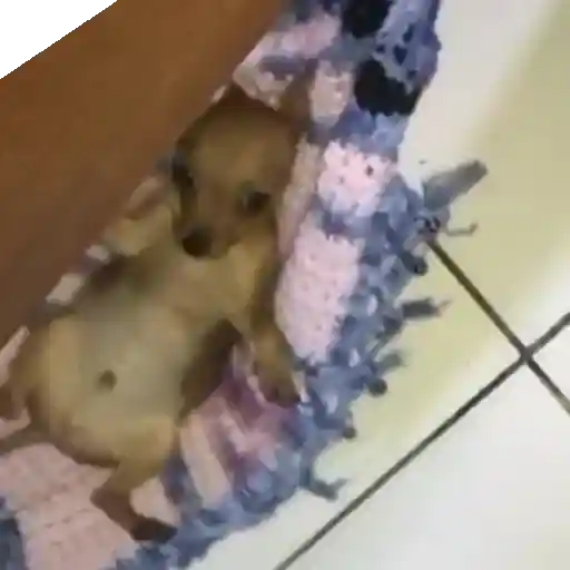 Figurinha: Cachorrinho deitado e mexendo as patinha