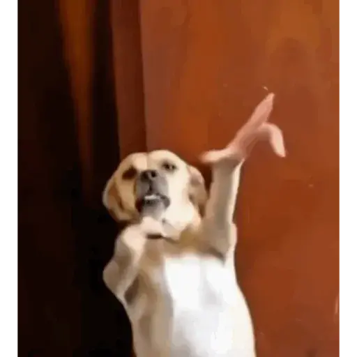Figurinha: Cachorro Dançando