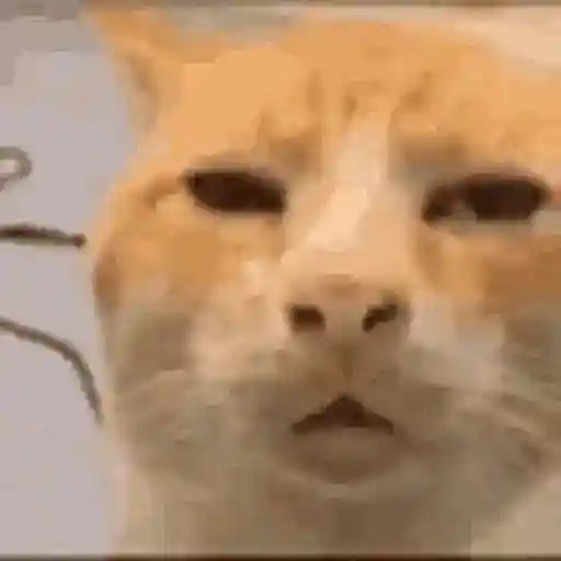 Figurinha: Gato confuso