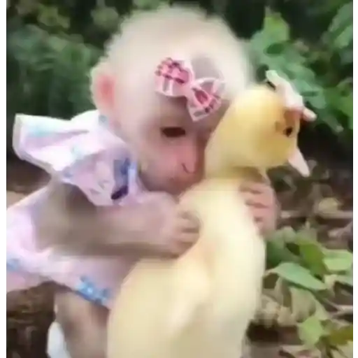 Figurinha: Macaco abraçando pato fofinho