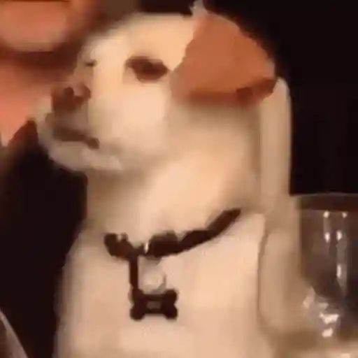Figurinha: Cachorro Surpreso