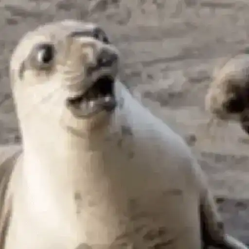 Figurinha: Foca chocada