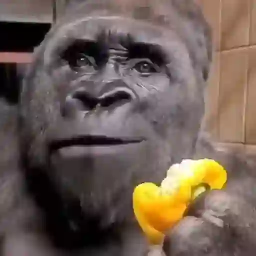 Figurinha: Gorila comendo pimentão