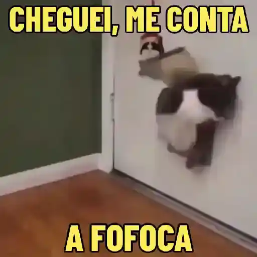 Figurinha: Gato Chegou, Conta a Fofoca