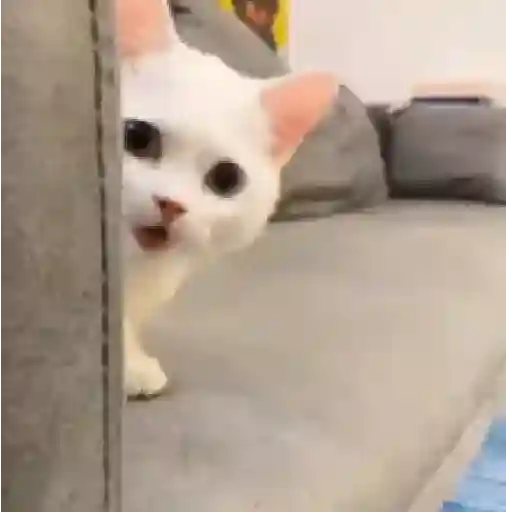 Figurinha: Gatinho espião curioso