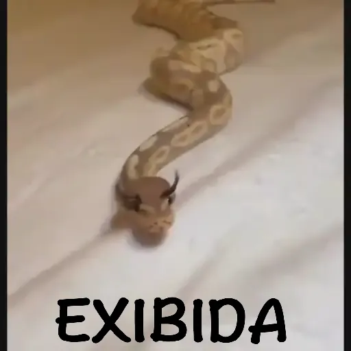 Figurinha: Cobra Exibida com Cílios Postiços