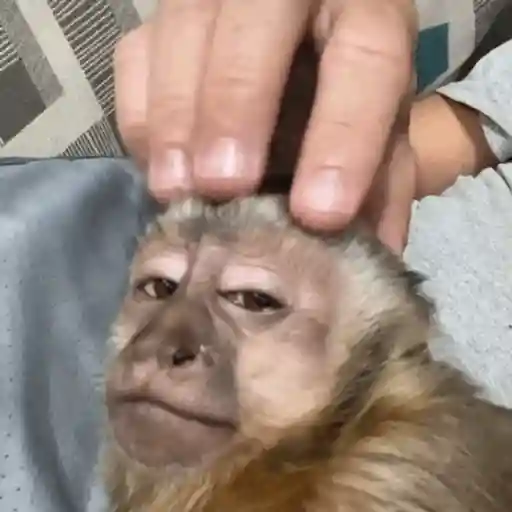 Figurinha: Macaco relaxando com carinho