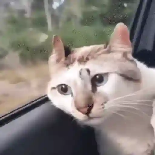 Figurinha: Gato Curioso no Carro