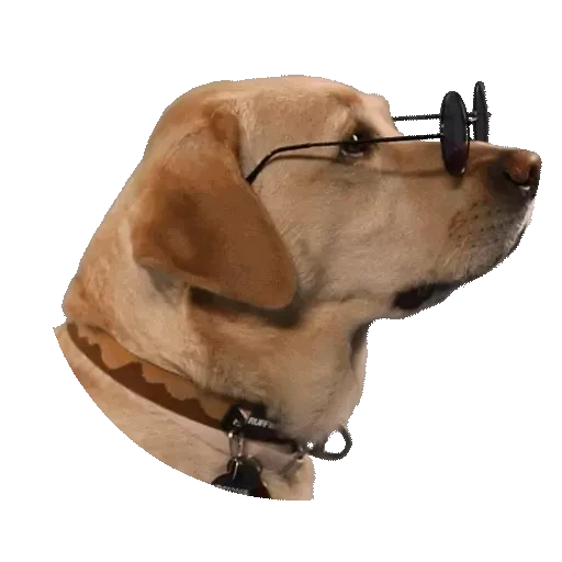Figurinha: Cachorro de óculos escuros