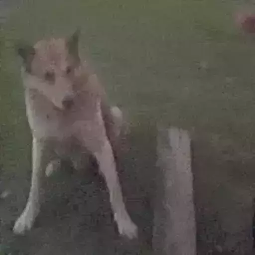 Figurinha: Cachorro abrindo a boca