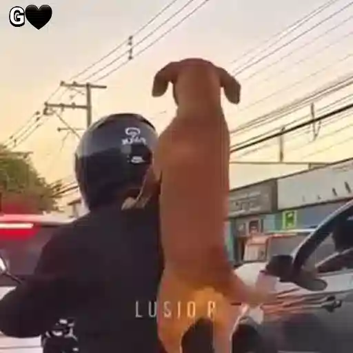 Figurinha: Cachorro na moto