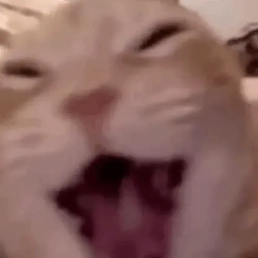 Figurinha: Gato com cara de espanto