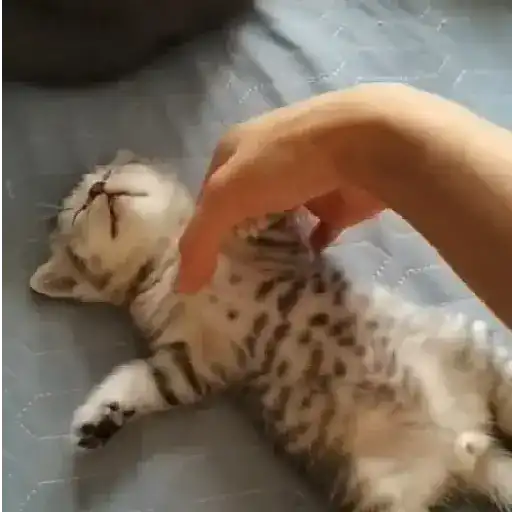 Figurinha: Gatinho Relaxa ao Carinho