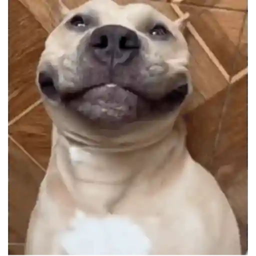 Figurinha: Pitbull sorrindo e mostrando os dentes