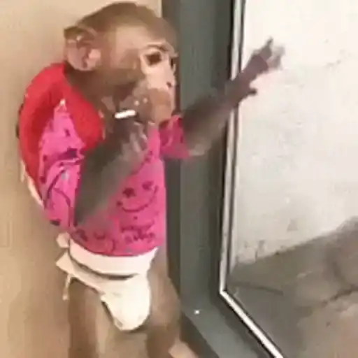 Figurinha: Macaco de mochila