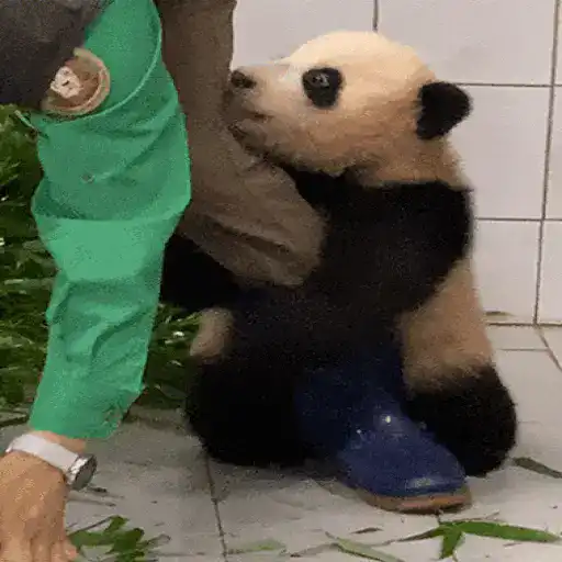 Figurinha: Panda Abraçando Perna