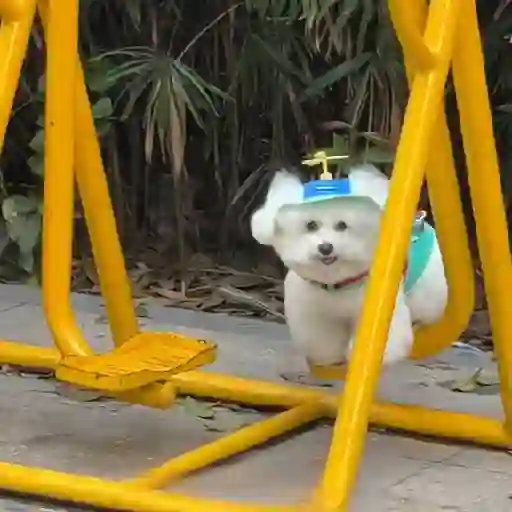 Figurinha: Cachorrinho fofo no balanço