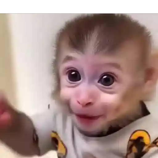 Figurinha: Macaco Sorrindo e Fazendo Sinal Ok