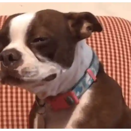 Figurinha: Cachorro com cara de sono