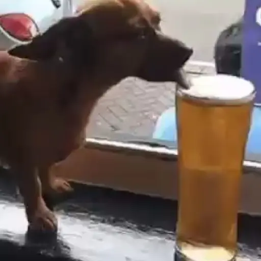 Figurinha: Cachorro lambendo cerveja