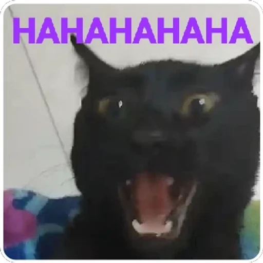 Figurinha: Gato Preto Rindo Muito