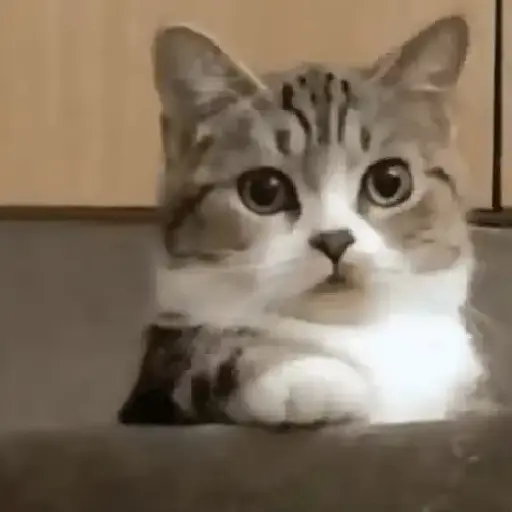 Figurinha: Gatinho sonolento