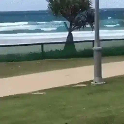 Figurinha: Cachorro Correndo na Praia