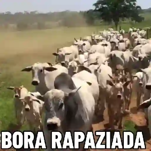 Figurinha: Bora Rapaziada!