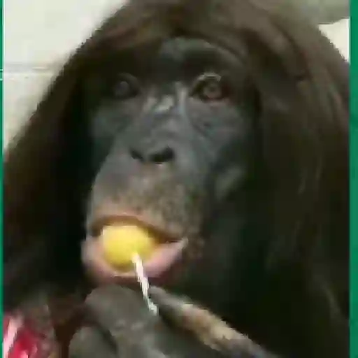 Figurinha: Chimpanzé de peruca comendo pirulito