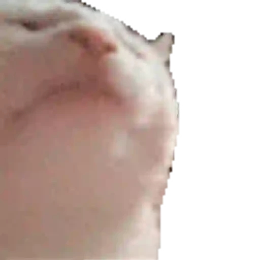 Figurinha: Gato Blerp
