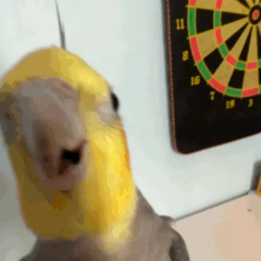 Figurinha: Periquito Curioso