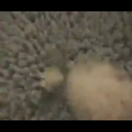 Figurinha: Gato mostrando o dedo