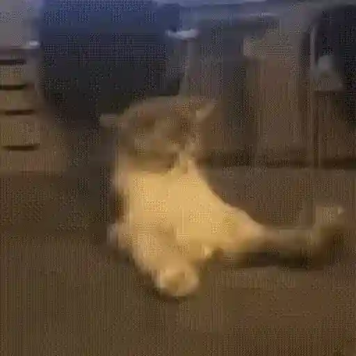 Figurinha: Gato bailarino engraçado