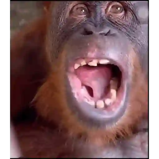 Figurinha: Macaco Bocejando