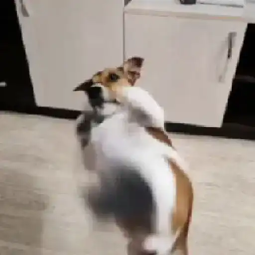 Figurinha: Cachorro dançando