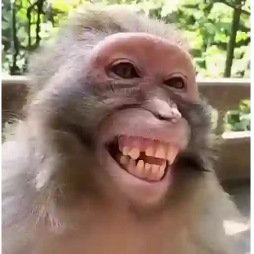 Figurinha: Macaco Sorrindo com Dentes Grandes