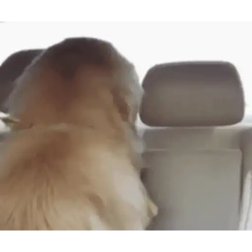 Figurinha: Cachorro feliz no carro