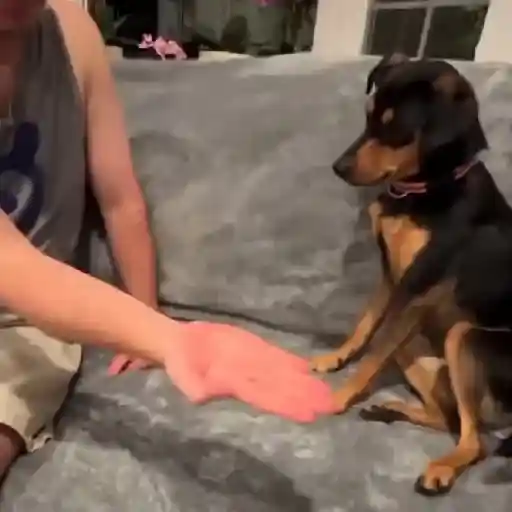 Figurinha: Cachorro e humano dão High Five