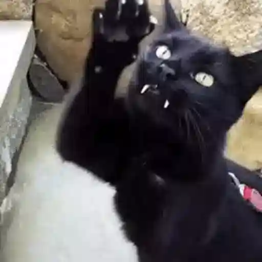 Figurinha: Gato Preto Batendo Patinha