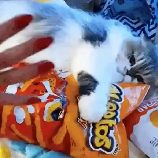 Figurinha: Gato comendo salgadinho