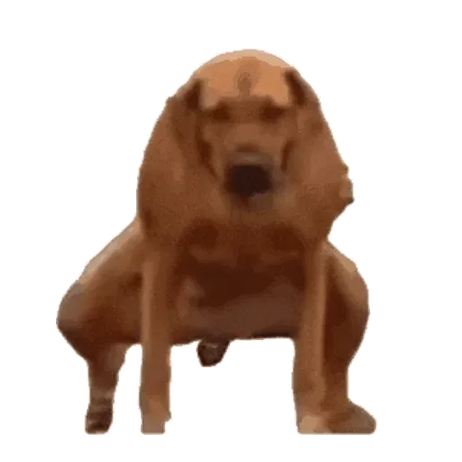 Figurinha: Cachorro fazendo cocô em pé