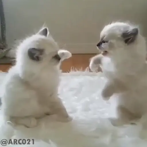Figurinha: Gatinhos Brincando e Lutando