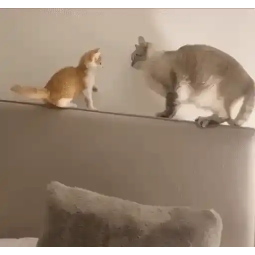 Figurinha: Gatinhos brigando no sofá