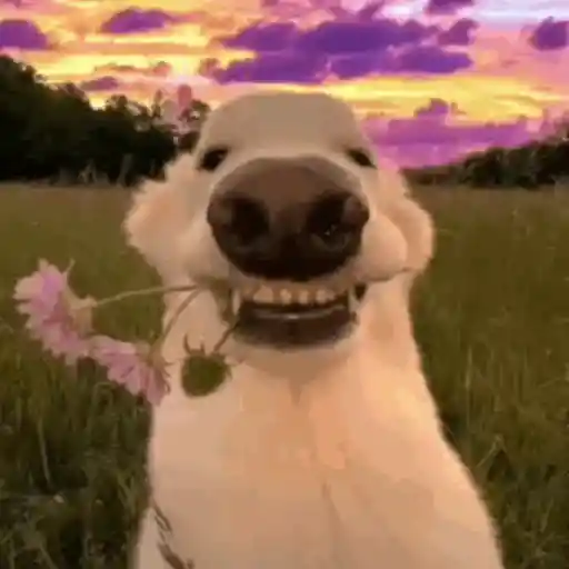Figurinha: Cachorro com flor no pôr do sol